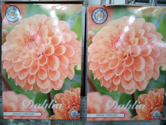 <h4>Dahlia   ...flowerbulbs</h4>