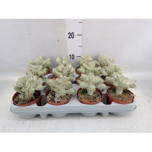 Euphorbia mammillaris