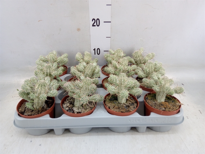 <h4>Euphorbia mammillaris</h4>