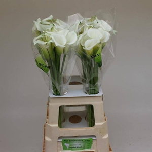 Zantedeschia crystal blush