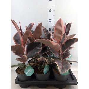 Ficus elastica 'Belize'