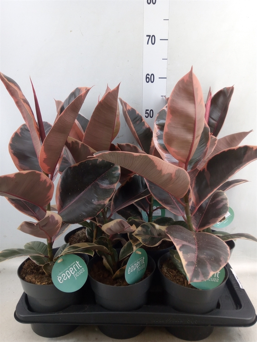 <h4>Ficus elastica 'Belize'</h4>