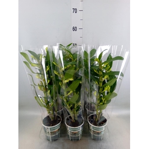 Dendrobium nob. 'StarCla Apollon'