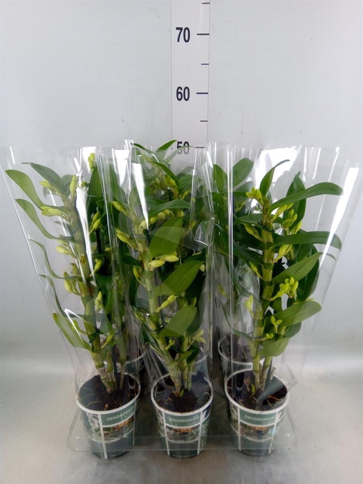 <h4>Dendrobium nob. 'StarCla Apollon'</h4>