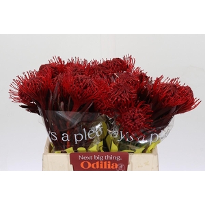 Nutans Painted Bordeaux