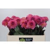 Dahlia Esli