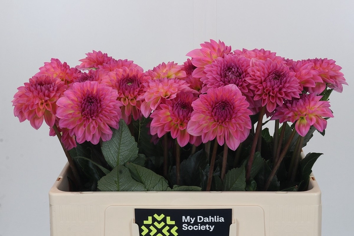 Dahlia Esli