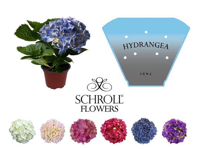 <h4>HYDRANGEA MACROPHYLLA P10 1-1.5T</h4>