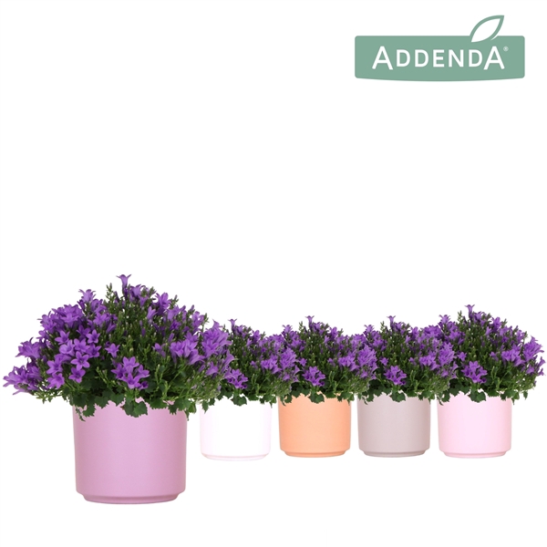 <h4>Campanula Addenda Ambella Intense purple in Simplicity pot mix</h4>