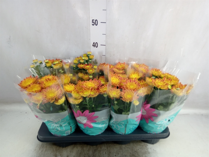 <h4>Chrysanthemum  'Artistic Pomona'</h4>