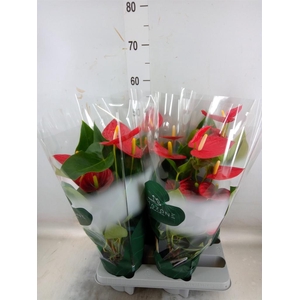 Anthurium andr. 'Tremendo'