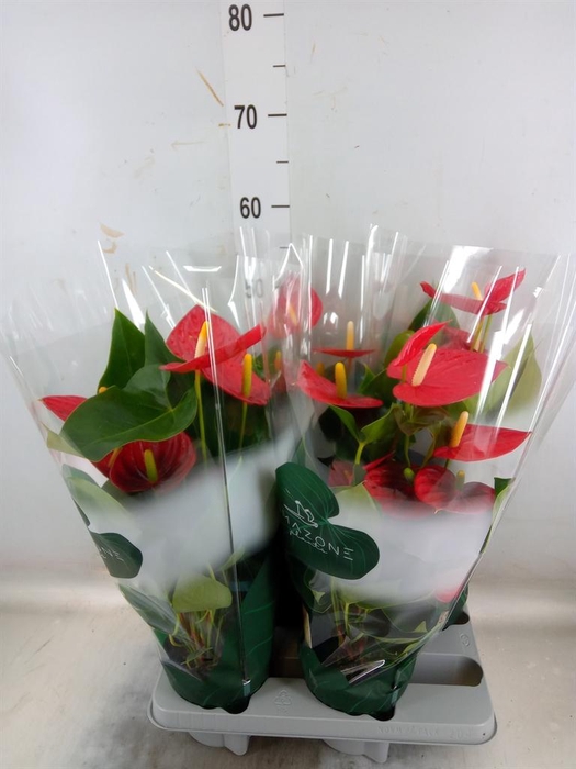<h4>Anthurium andr. 'Tremendo'</h4>