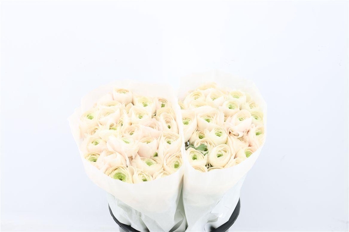 <h4>Ran Cloni Ex Hanoi</h4>