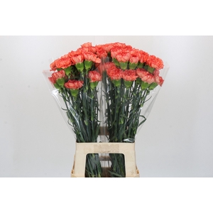 Dianthus St Kalimero