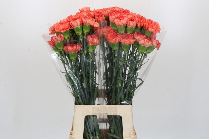 <h4>Dianthus St Kalimero</h4>