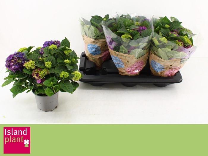 <h4>HYDR M NINGBO</h4>