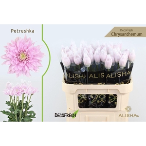 CHR G PETRUSHKA CHR G PETRUSHKA,40