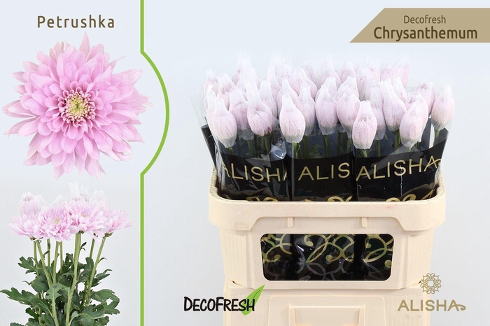 <h4>Chr g Petrushka</h4>