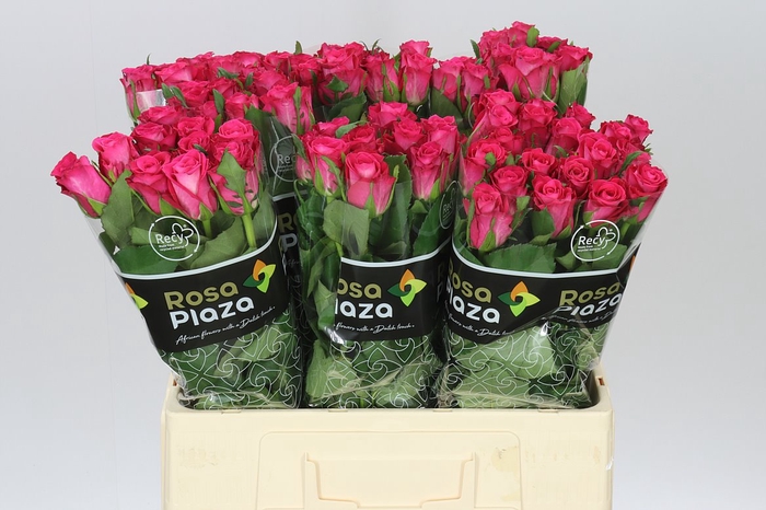 <h4>Rosa Gr Orchestra</h4>