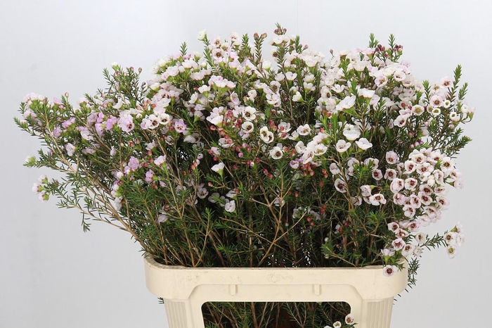 <h4>Chamelaucium Moonlight Delight</h4>