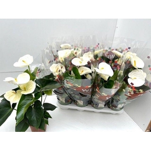 Anthurium Andr. Alpine