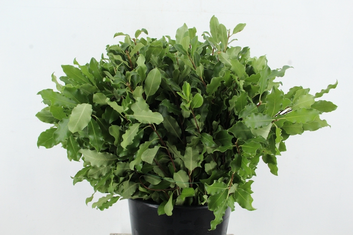 <h4>PITTO TENUIFOGLIA 150GR</h4>