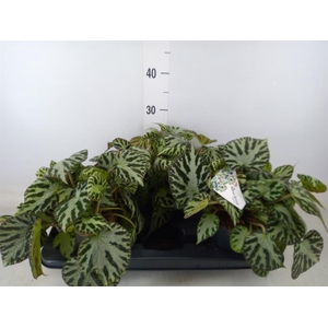 Begonia BD 'Silver Jewell'