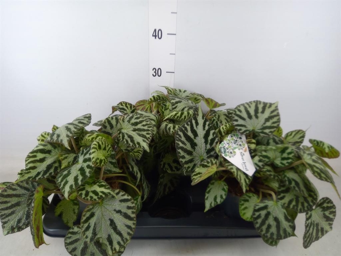 <h4>Begonia BD 'Silver Jewell'</h4>