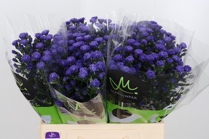 <h4>Aster Dark Milka</h4>