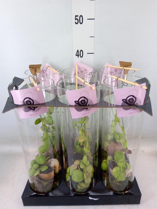 <h4>Arr.  Dischidia</h4>