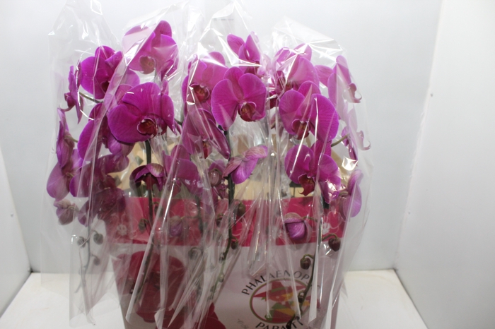 <h4>CROTON GINGHA P24</h4>