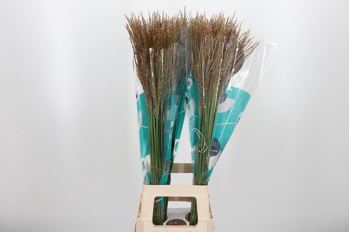 <h4>Misc Sin White Cloud</h4>