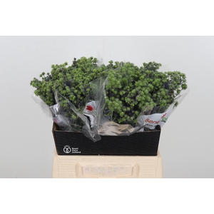 Eryng Pl Mag Purp St