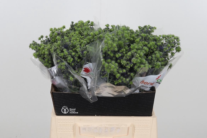 <h4>Eryng Pl Mag Purp St</h4>