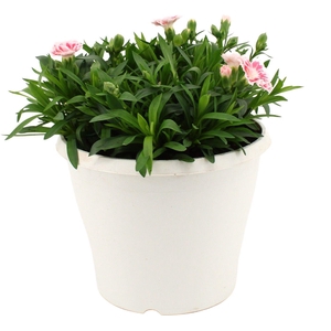 Hello Spring Dianthus Oscar in 19 cm Terras pot Wit