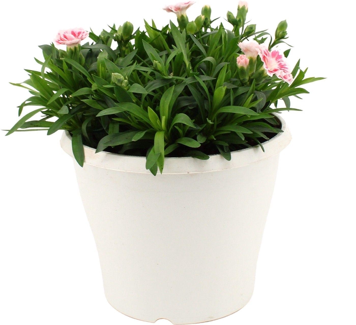 <h4>Hello Spring Dianthus Oscar in 19 cm Terras pot Wit</h4>