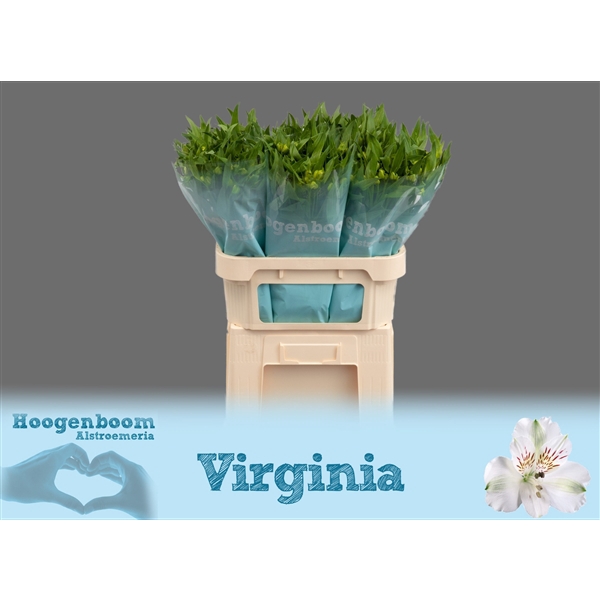 <h4>Alstr Virginia 75 gram Hoogenboom</h4>
