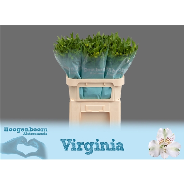 <h4>Alstroemeria Virginia 50 gram</h4>