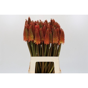 Kniphofia Alcazar