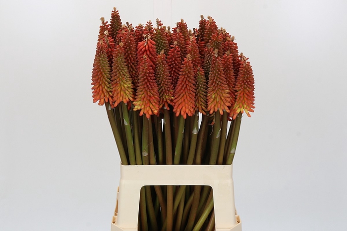 <h4>Kniphofia Alcazar</h4>