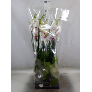 Phalaenopsis  'Red Lips'