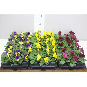 Viola De F1 Mixtrolley