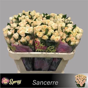 R Tr Sancerre