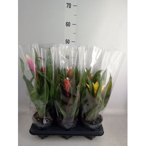 Guzmania   ...mix