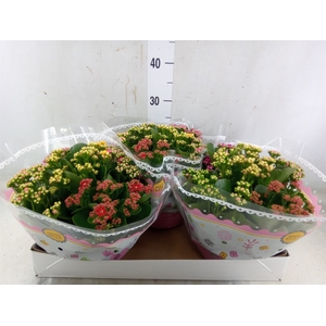 Kalanchoe blos.   ..rosebud mix/pot