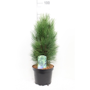 Pinus nigra 'Green Tower' P26 potgedrukt