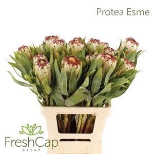 Protea magnifica 'Niobe'