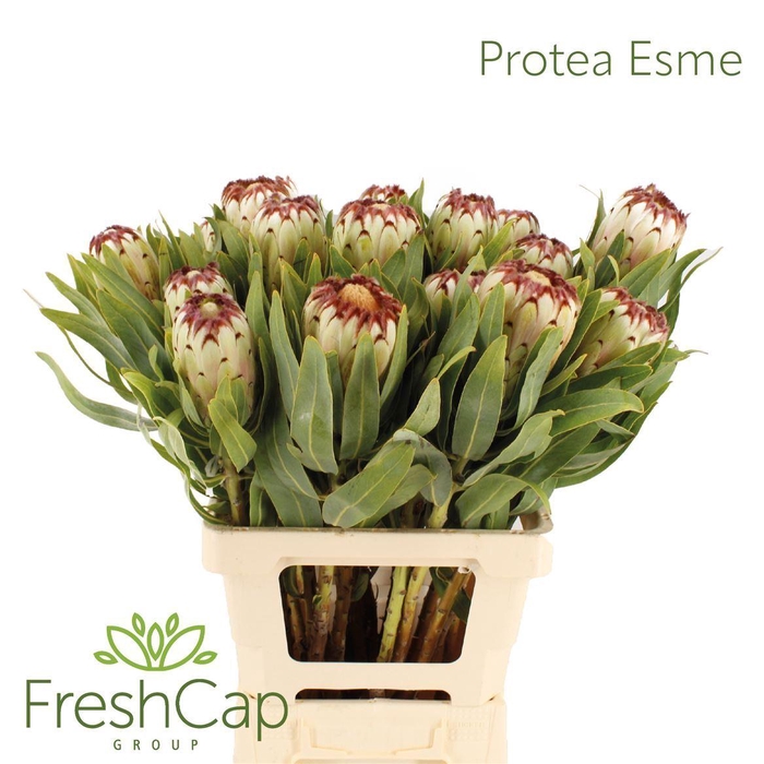 <h4>Protea magnifica 'Niobe'</h4>