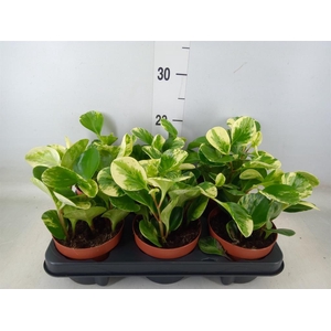 Peperomia obt. 'Variegata'