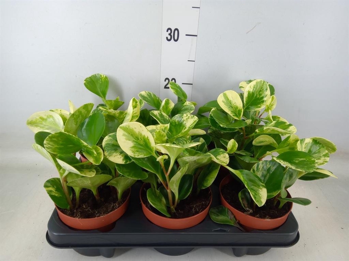 <h4>Peperomia obt. 'Variegata'</h4>